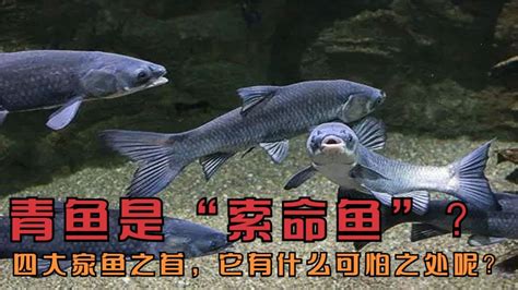 混養|青魚倶楽部：中国四大家魚ｽﾄｰﾘｰ